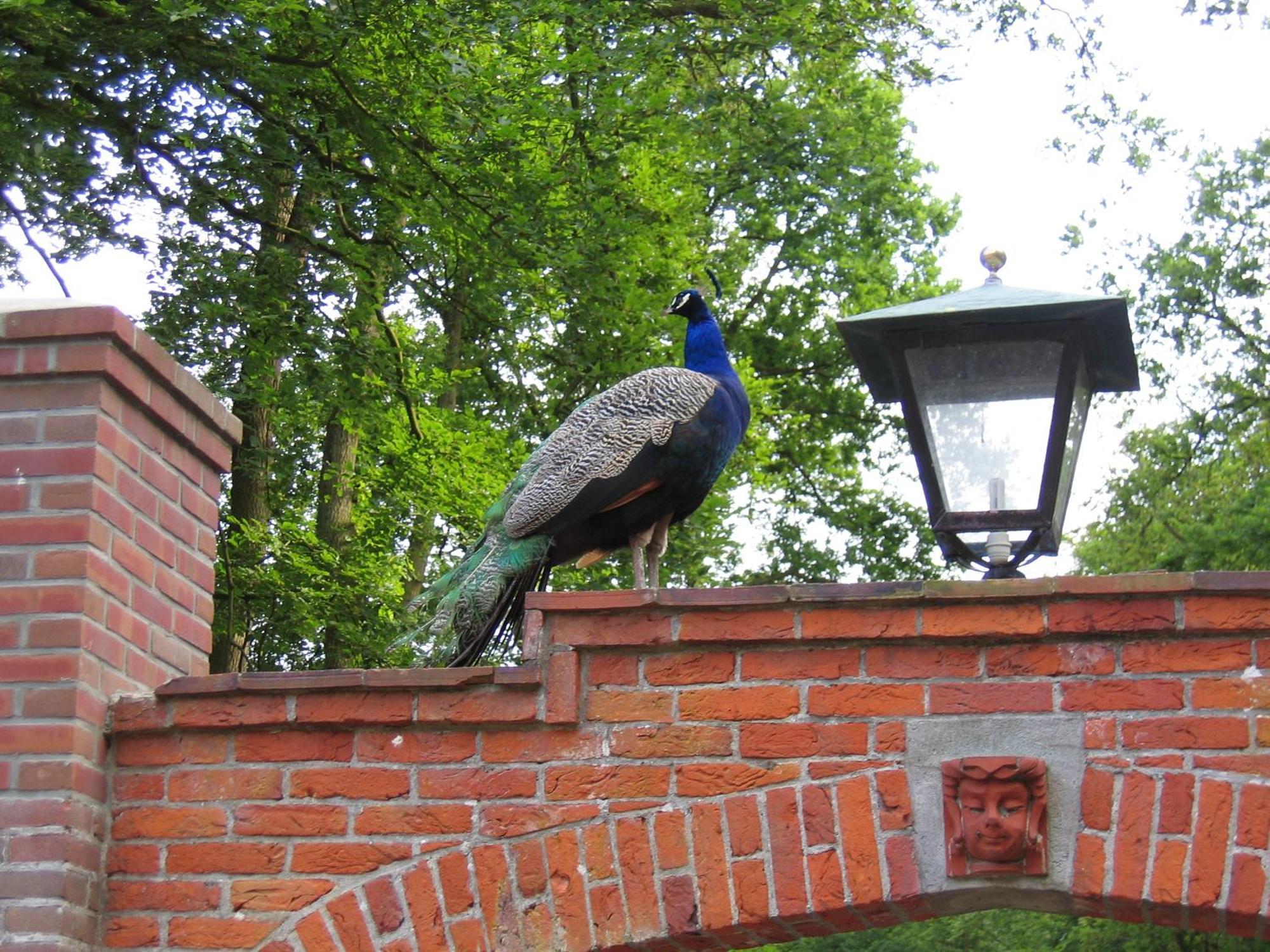 Londons Cottage ฮิลเวอร์ชุม ภายนอก รูปภาพ